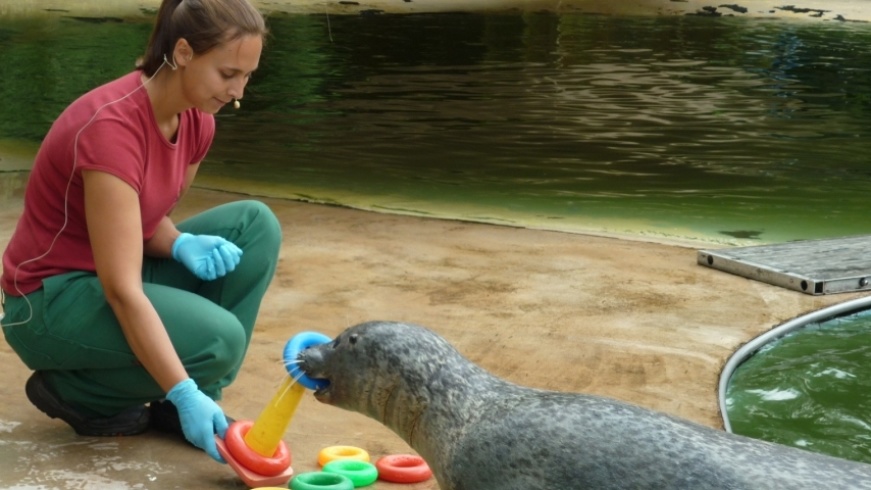 Tierpflegerin bei Seehundfütterung