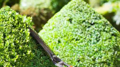 Buchsbaum Schnitt - istockphoto.com © stocknshares