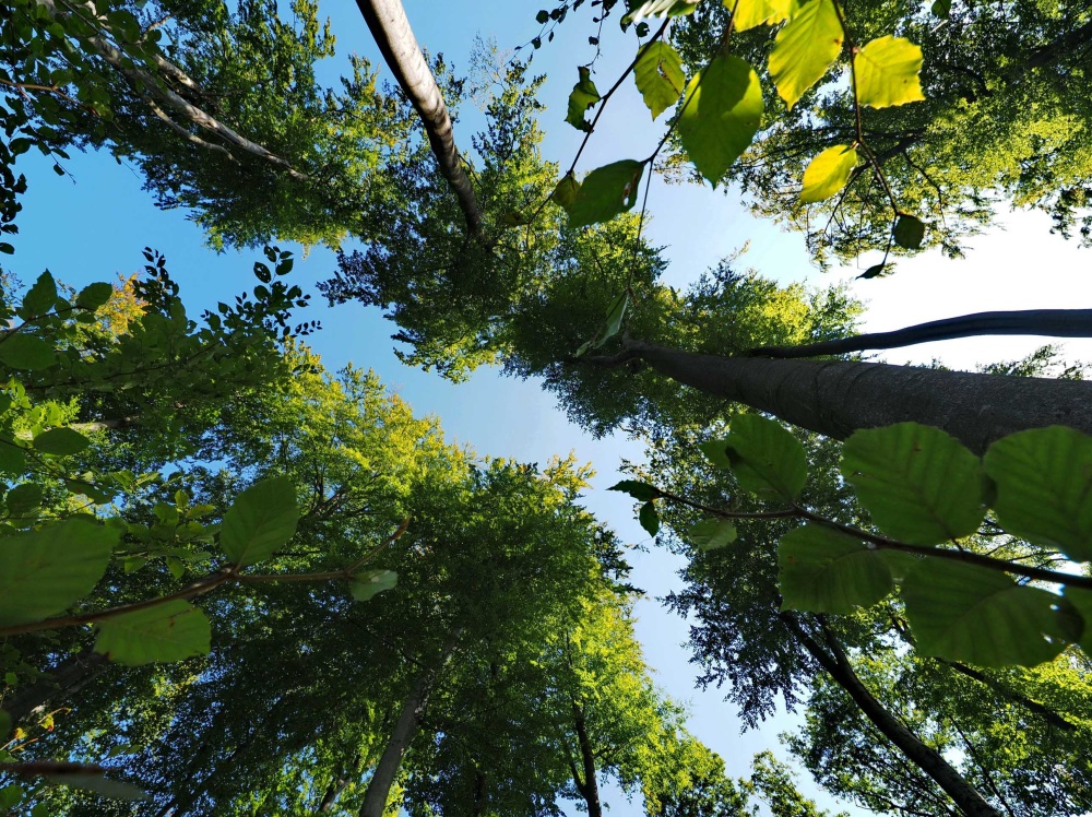 Blauer Himmel über dem Stadtwald (Autor Ralf Blechschmidt) Blauer Himmel über dem Stadtwald (Autor Ralf Blechschmidt)