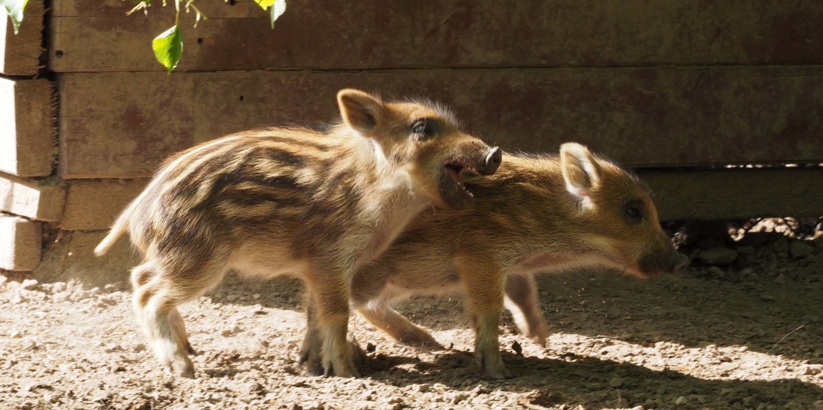 Frischlinge. Foto: LHS/Blechschmidt Frischlinge. Foto: LHS/Blechschmidt