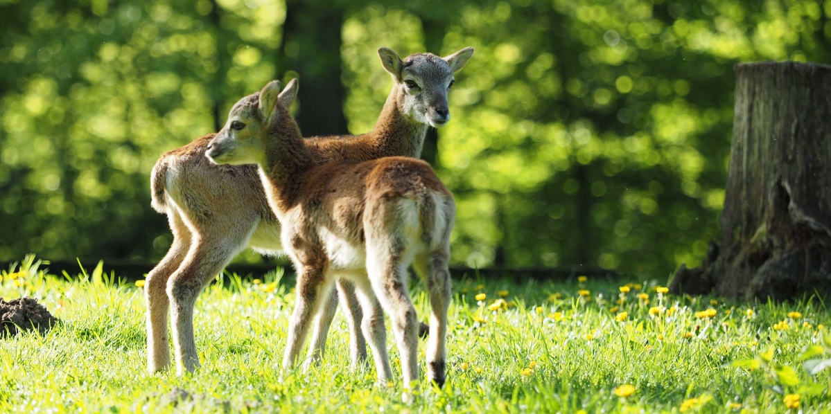 Mufflonlämmer. Foto: LHS/Blechschmidt Mufflonlämmer. Foto: LHS/Blechschmidt