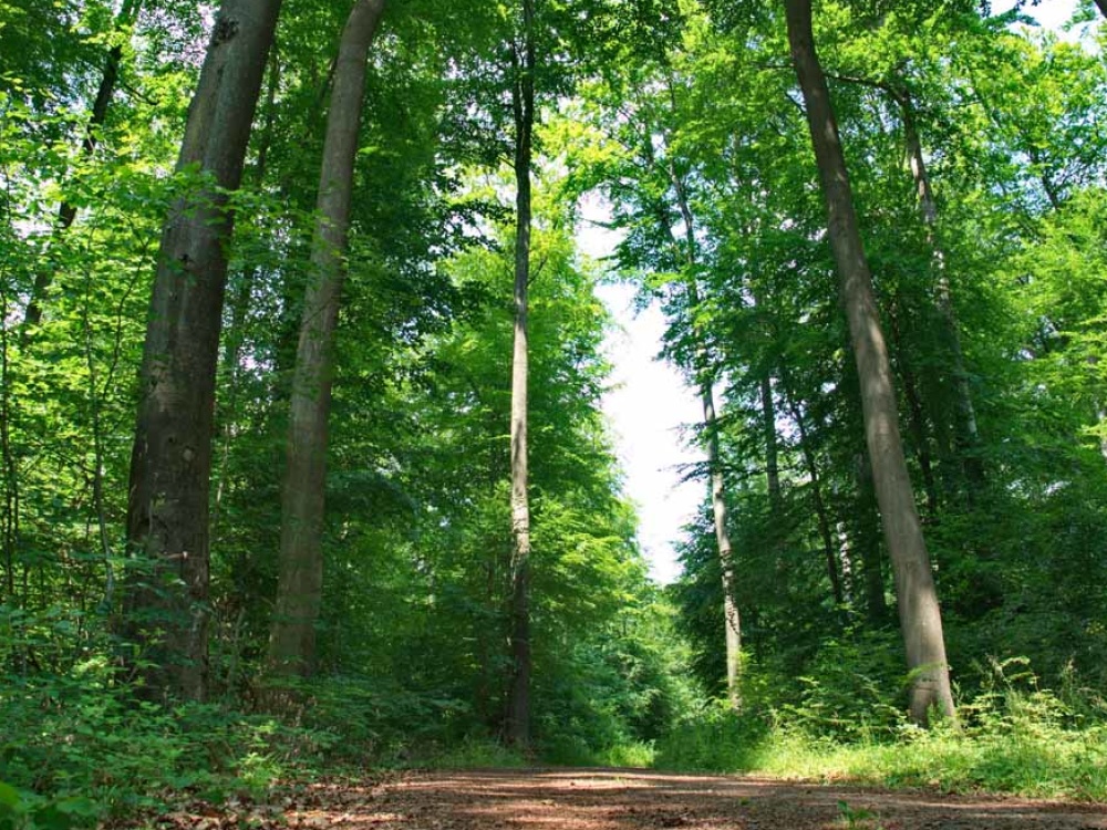 Buchenwald Buchenwald