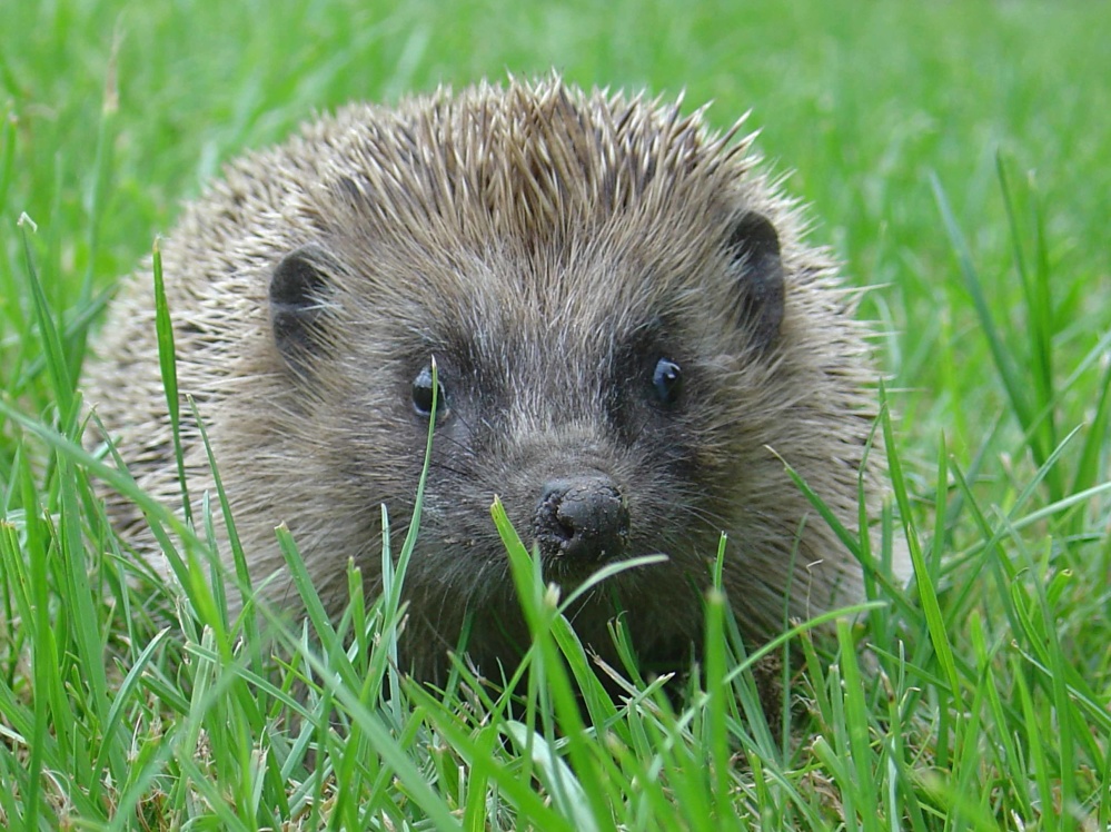 Igel im Stadtwaldgebiet Igel im Stadtwaldgebiet