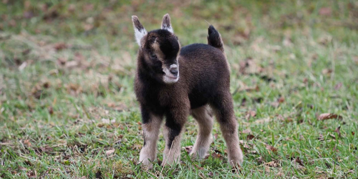 Bislang jüngster Wildparkbewohner ist dieses süße Zicklein (Foto: Ralf Blechschmidt) Bislang jüngster Wildparkbewohner ist dieses süße Zicklein (Foto: Ralf Blechschmidt)