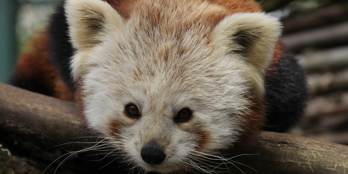 Roter Panda (Foto: Zoo Saarbrücken) Roter Panda (Foto: Zoo Saarbrücken)