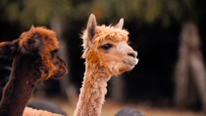 Alpakafarm im Almet Alpakafarm im Almet