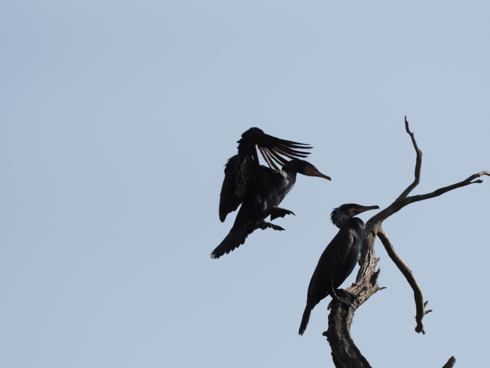 Kormoran im Landeanflug zu einem begehrten Sonnenplatz Kormoran im Landeanflug zu einem begehrten Sonnenplatz