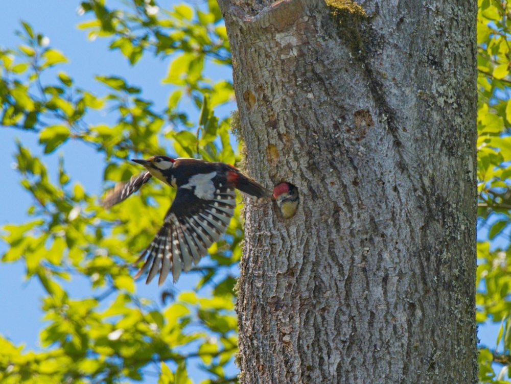 Nachwuchs bei den Buntspechten im Stadtwald Buntspecht entfernt sich von seinem Nachwuchs, um weiteres Futter zu suchen