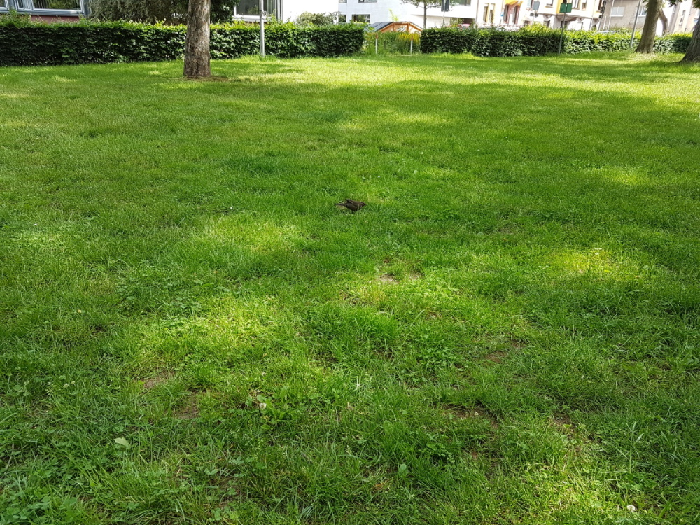 Impressionen aus dem Echelmeyerpark Impressionen aus dem Echelmeyerpark