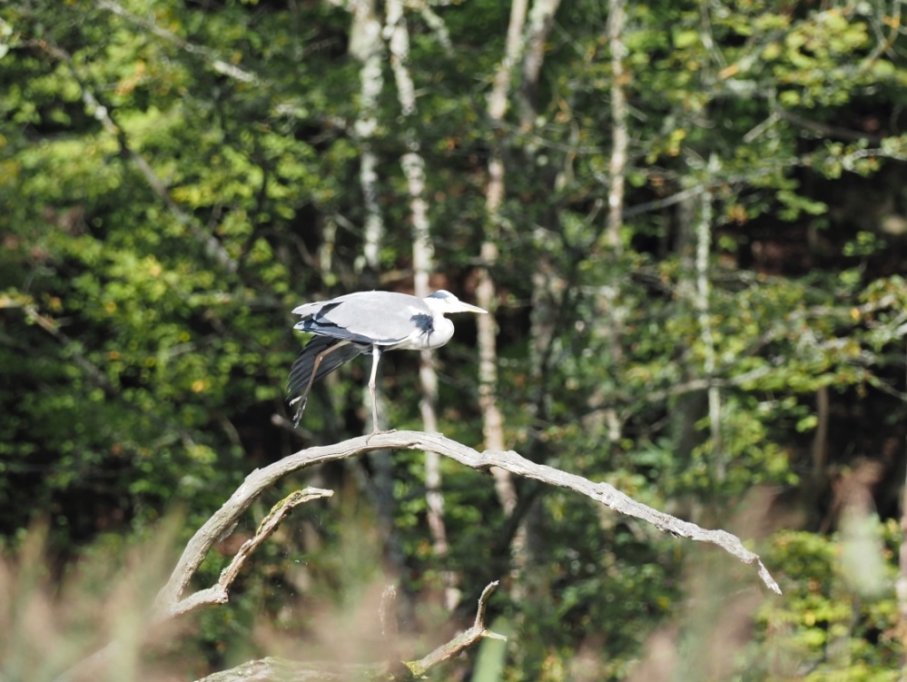 Mit Dehnübungen bereitet sich der Graureiher auf den Fischfang vor. Mit Dehnübungen bereitet sich der Graureiher auf den Fischfang vor.