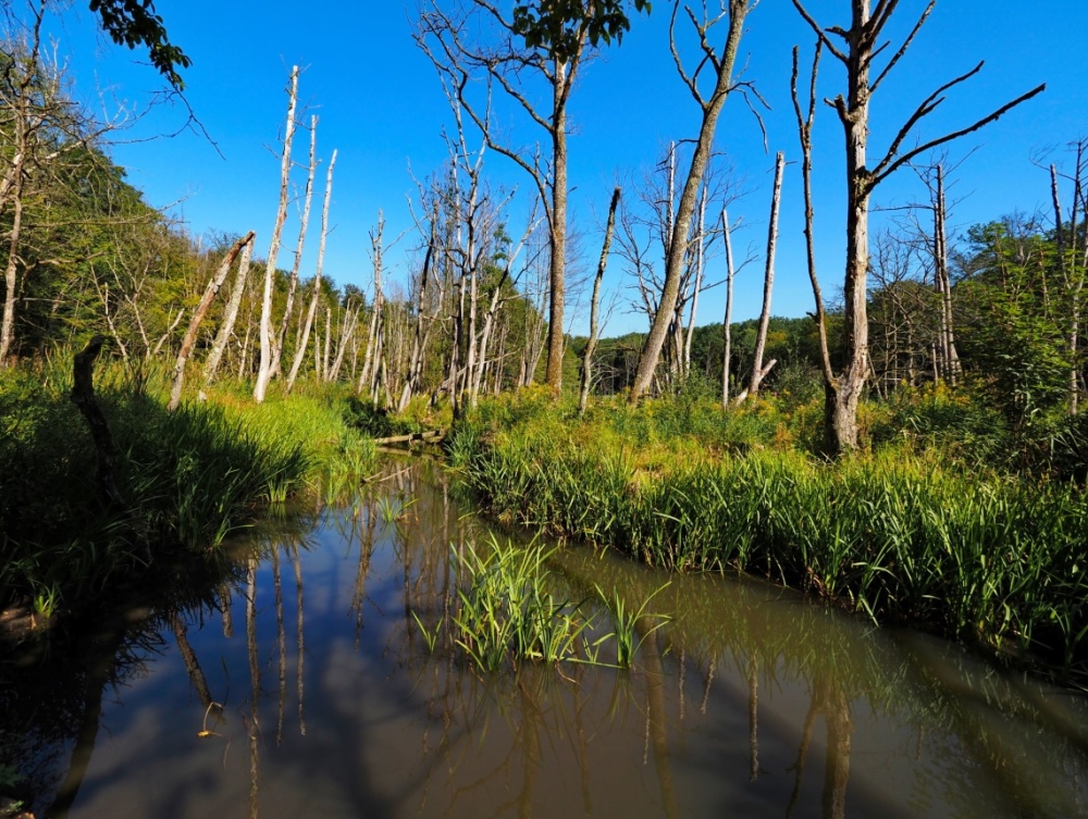Ein Hauch von Herbst liegt über dem Stadtwald. Langsam dominieren die Farben gelb und orange. Ein Hauch von Herbst liegt über dem Stadtwald. Langsam dominieren die Farben gelb und orange.