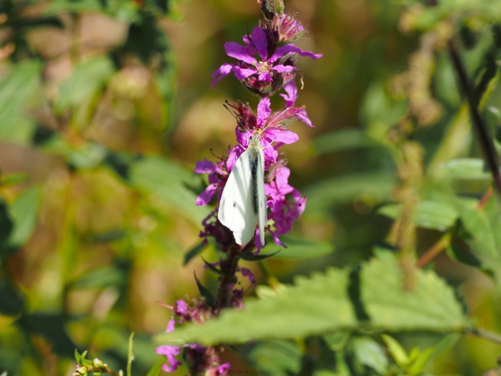 Ein Schmetterling, der noch einen blühenden Blutweiderich findet, kann sich glücklich schätzen. Ein Schmetterling, der noch einen blühenden Blutweiderich findet, kann sich glücklich schätzen.