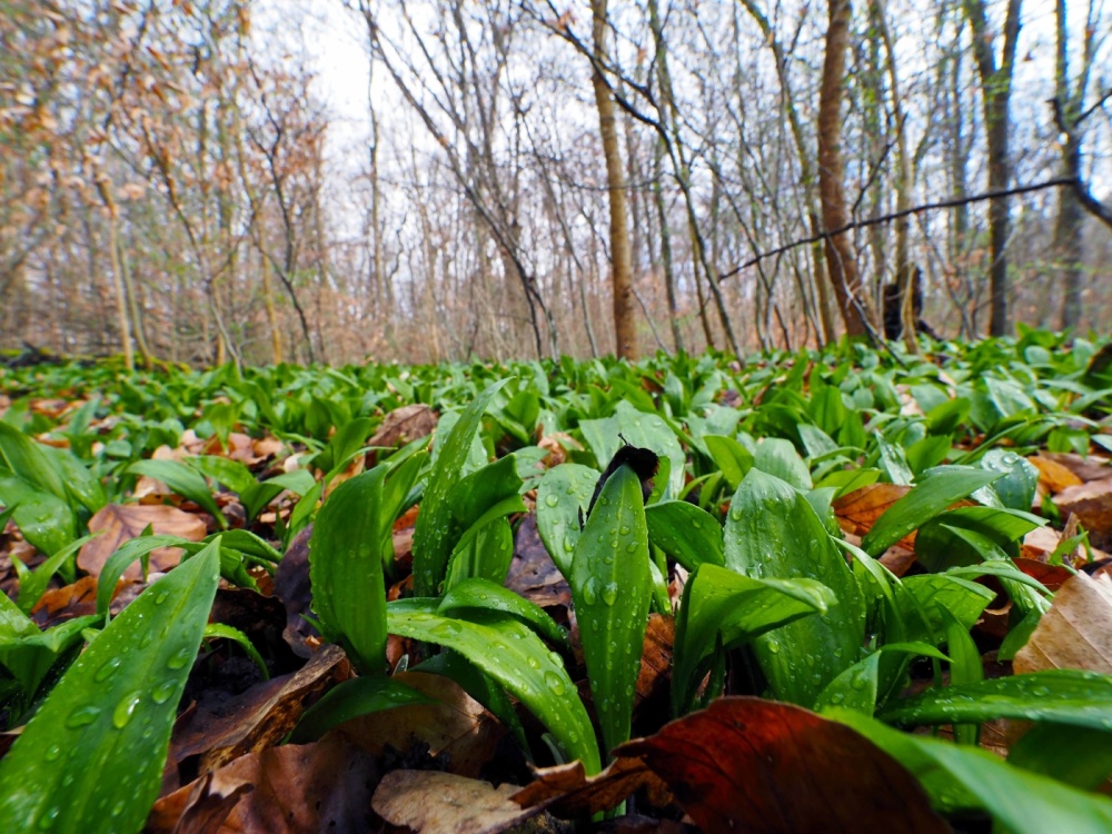 Bärlauch im Saarbrücker Stadtwald Bärlauch im Saarbrücker Stadtwald