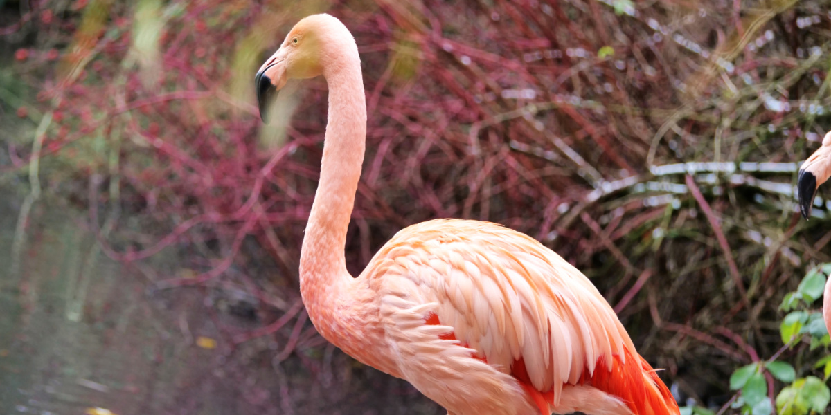 Flamingo Ein Flamingo ist von der Seite in Großaufnahme zu sehen