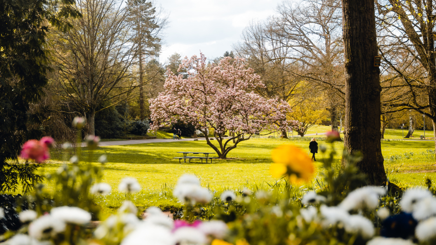 Deutsch-Französischer Garten Frühling Ein blühender Mandelbaum im DFG.