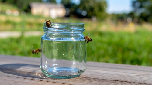 Bienen fliegen um ein leeres Honigglas herum. Foto: ZKE/KI