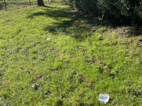 Grüne Wiese mit Müll, blauer Himmel und Baum